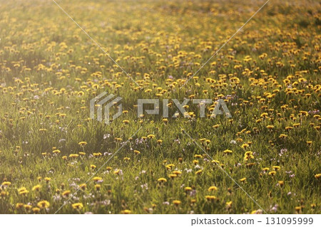 A field of yellow flowers with a bright sun shining on them 131095999