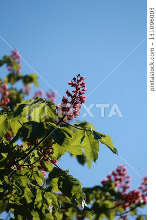 A tree with pink flowers is in the foreground of a blue sky 131096003