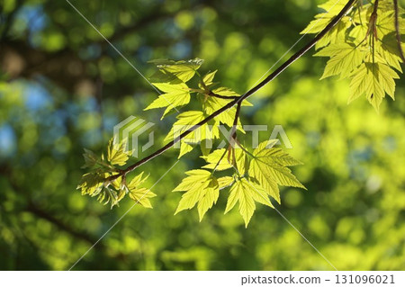 Leafy tree branch with leaves that are bright green 131096021