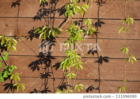 A vine is growing on a wooden fence A vine is growing on a wooden fence 131096090