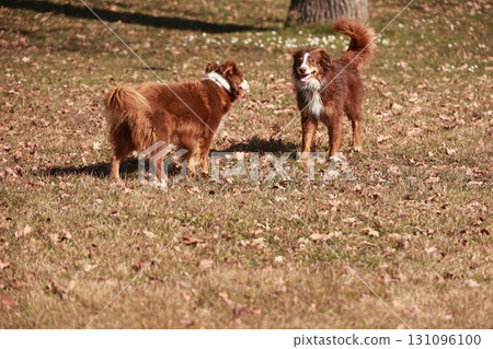 Two dogs are standing in a field of brown grass and leaves Two dogs are standing in a field of brown grass and leaves 131096100
