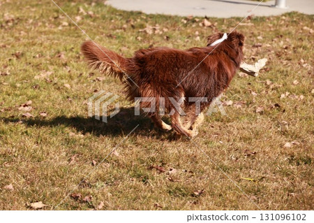 A brown dog is running in a field with a stick in its mouth 131096102