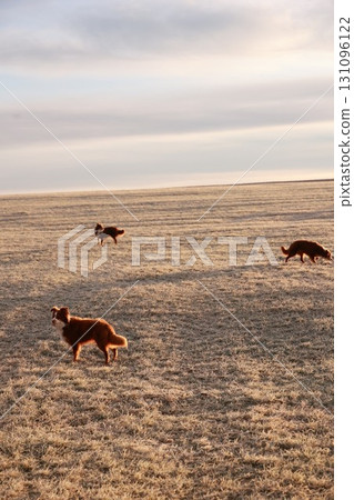 Three dogs are walking in a field of grass 131096122