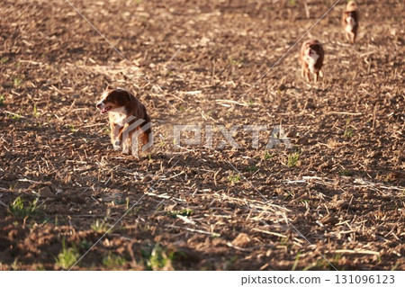 Two dogs running in a field with a brown and tan color 131096123
