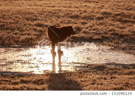 Dog is standing in a puddle of water in a field 131096124