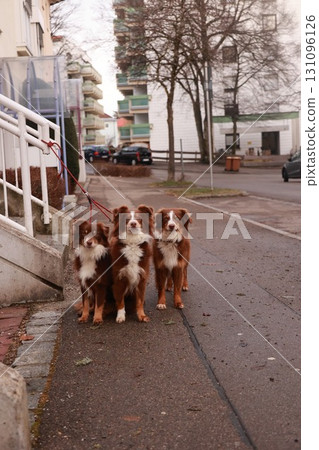 Three dogs are standing on a sidewalk in front of a building Three dogs are standing on a sidewalk in front of a building 131096126