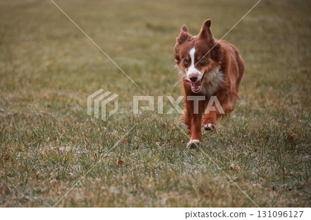 Brown and white dog is running through a field of grass Brown and white dog is running through a field of grass 131096127