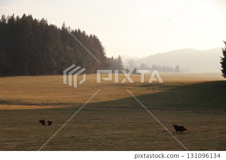 Field with a few trees and a few dogs Field with a few trees and a few dogs 131096134