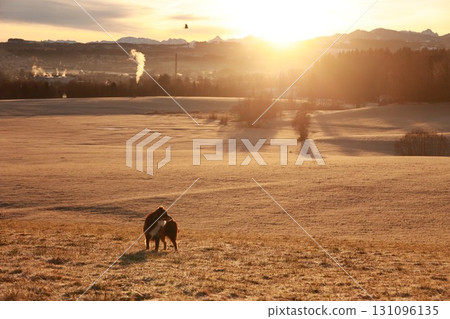 Dog is standing in a field with a sun in the background Dog is standing in a field with a sun in the background 131096135