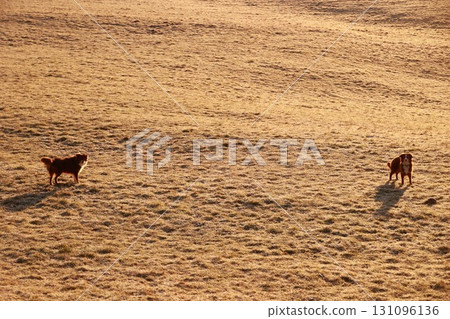Two dogs are walking in a field of tall grass 131096136