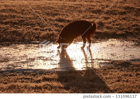 Dog is sniffing the ground near a puddle of water Dog is sniffing the ground near a puddle of water 131096137