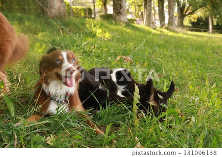 Two dogs are laying in the grass, one of which is licking the other Two dogs are laying in the grass, one of which is licking the other 131096138