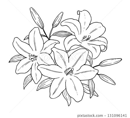 百合花線描插圖 百合花線描插圖 131096141