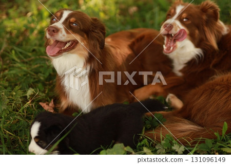 Three dogs are laying in the grass, one of which is a puppy 131096149