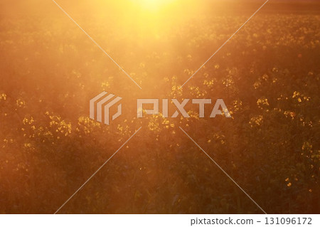 Field of yellow flowers with the sun shining on them 131096172