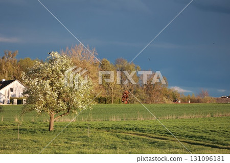 Tree stands in a field with a house in the background 131096181