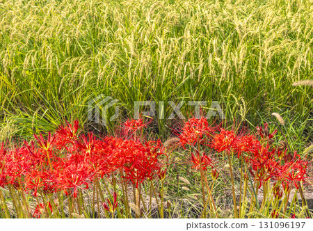 Cluster amaryllis blooming on the ridges of a rice field Cluster amaryllis blooming on the ridges of a rice field 131096197
