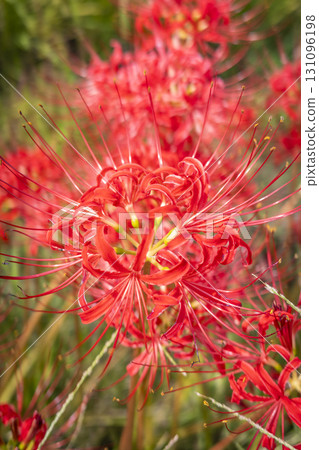 Cluster amaryllis blooming on the ridges of a rice field 131096198