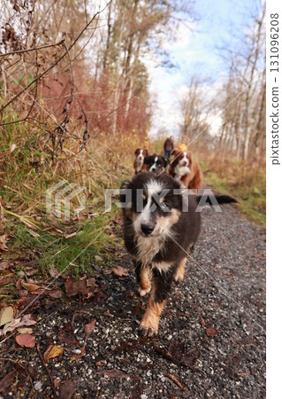 A dog is walking on a path with other dogs and people 131096208