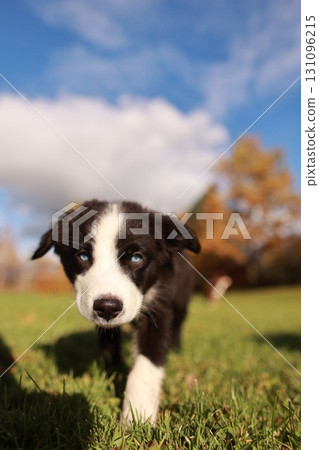A black and white dog is walking on a grassy field A black and white dog is walking on a grassy field 131096215