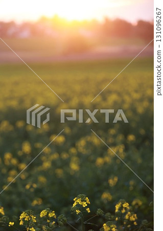Field of yellow flowers with a sun in the background Field of yellow flowers with a sun in the background 131096267