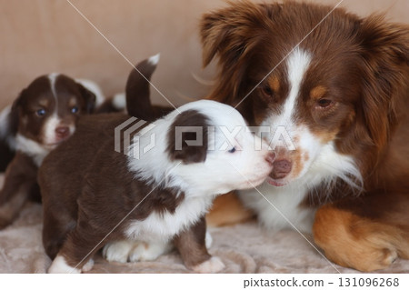 A mother dog is laying down next to her puppies 131096268
