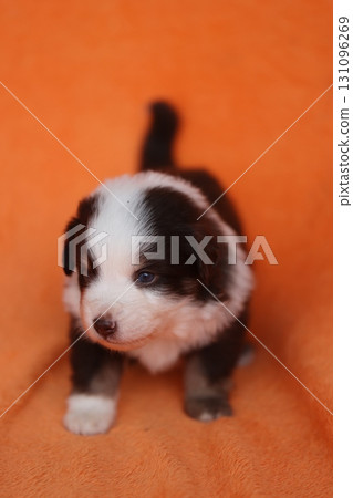 A small puppy with brown and white fur is standing on an orange background A small puppy with brown and white fur is standing on an orange background 131096269