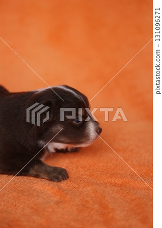 A small brown and white puppy is laying on an orange blanket A small brown and white puppy is laying on an orange blanket 131096271