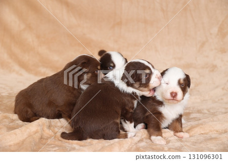 Four puppies are sitting on a blanket, with one of them having its eyes closed Four puppies are sitting on a blanket, with one of them having its eyes closed 131096301