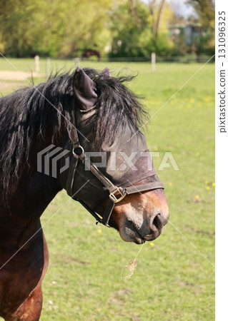 Horse with a black and white mane and a black and white nose is eating grass 131096325