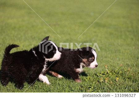 Two puppies running on a green field Two puppies running on a green field 131096327