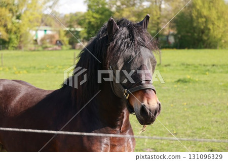 Horse with a black mane and a black mask on its face Horse with a black mane and a black mask on its face 131096329