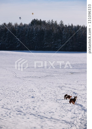 Three dogs are walking in the snow, one of which is carrying a ball Three dogs are walking in the snow, one of which is carrying a ball 131096333