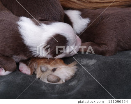 Two puppies are sleeping on a blanket 131096334