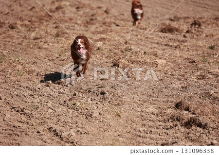 Two dogs are running in a field of dirt 131096338