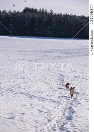 Two dogs are running through the snow in a field 131096344