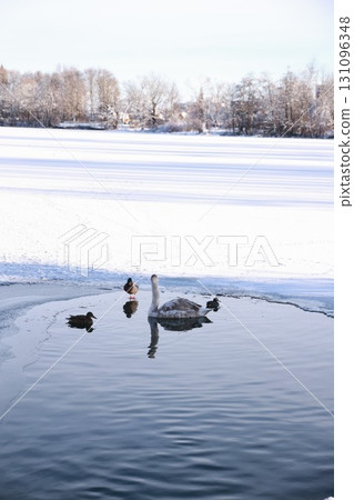 Group of ducks are swimming in a pond 131096348