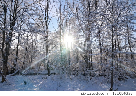 Bright sun shines through the snow-covered trees, creating a warm 131096353