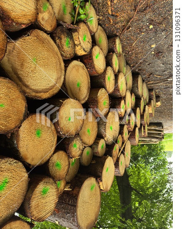 Pile of logs with green paint on them 131096371