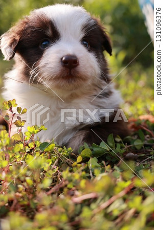 A cute puppy is laying in the grass 131096376