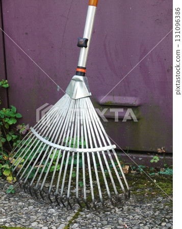 Metal rake with a wooden handle is leaning against a purple wall 131096386
