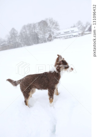 Small brown and white dog is standing in the snow 131096432