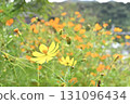  Kivanacosmos 131096434
