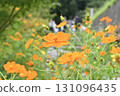 Bright orange yellow cosmos 131096435