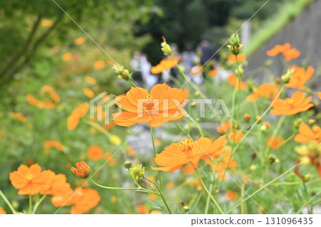 Bright orange yellow cosmos 131096435