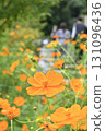 Cosmos season: Photographing flowers amongst the colorful flowers 131096436