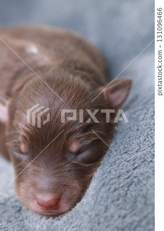 A brown puppy is sleeping on a blue blanket 131096466