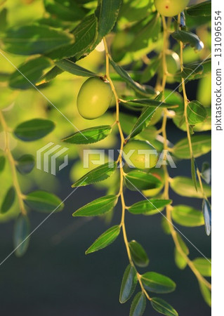Branch of olive trees with green leaves and green olives hanging from it Branch of olive trees with green leaves and green olives hanging from it 131096554