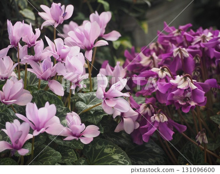 Pale purple cyclamen Pale purple cyclamen 131096600