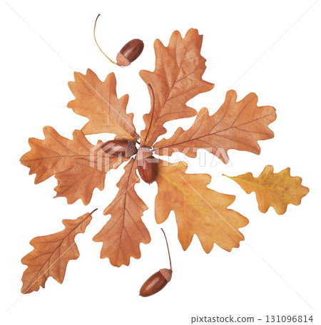 Autumn floral arrangement of oak leaves and acorns cut out on white background Autumn floral arrangement of oak leaves and acorns cut out on white background 131096814